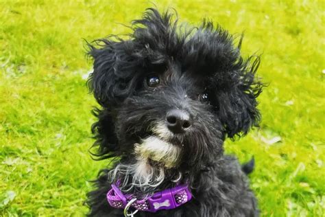 Yorkipoo Dog Breed Information | PoodleHQ