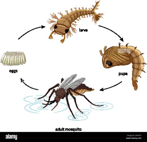 Diagram showing mosquito life cycle on white background illustration ...