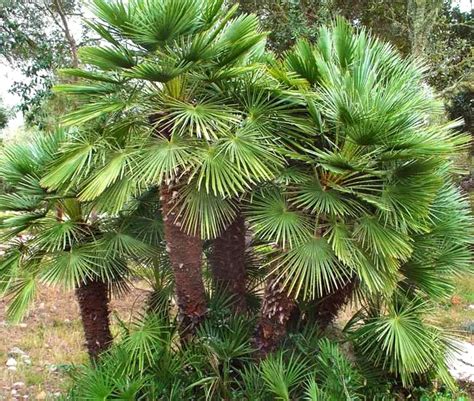 How to Grow and Care for European Fan Palm (Chamaerops humilis)