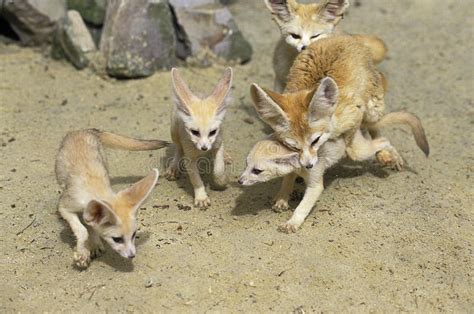 Fennec Fennecus Zerda Stock Image Image Of Carnivore 170719673