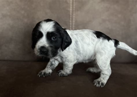 English Cocker Spaniel Kaufen Und Welpe Aus Fulda DeineTierwelt