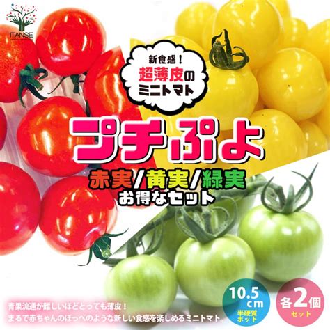 Itanse ミニトマトの苗 プチぷよ2 赤実プチぷよ 黄色実・グリーン 各2個セット 野菜苗 自根苗 105cmポット 薄皮プチトマト