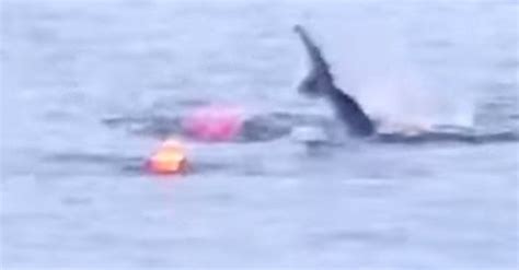 Caught On Video Great White Shark Attacks Kayak In Monterey Bay Huffpost