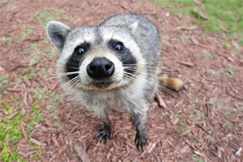 File Curious Raccoon