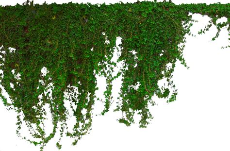 Ivy Plant Png Image