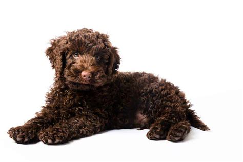 Mini Labradoodles: Everything You Need To Know