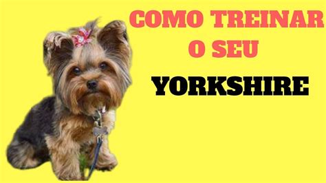 Como Adestrar Um Filhote De Yorkshire T Cnicas Para Treinar O Seu