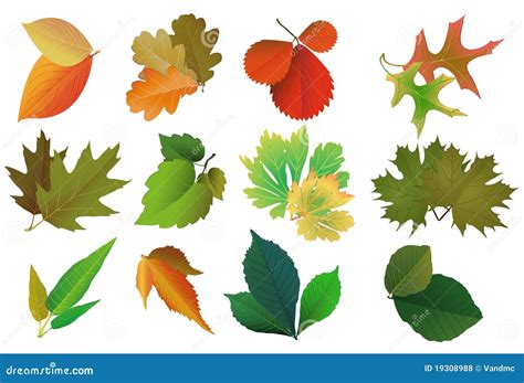 Set Of Leaves Seasons Stock Vector Illustration Of Ecology 19308988