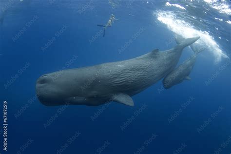 Sperm Whale Near The Surface Whales In Indian Ocean The Biggest Toothed Whale On The Planet