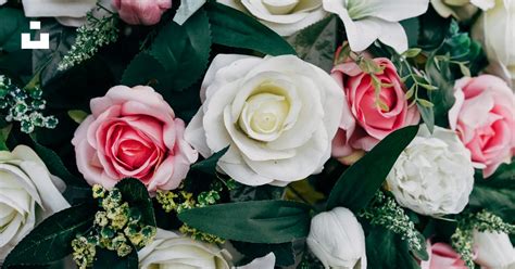 White and pink roses photo – Free Plant Image on Unsplash