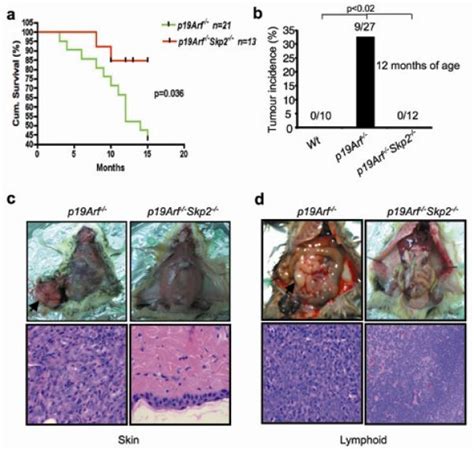 Skp Targeting Suppresses Tumorigenesis By Arf P Independent Cellular