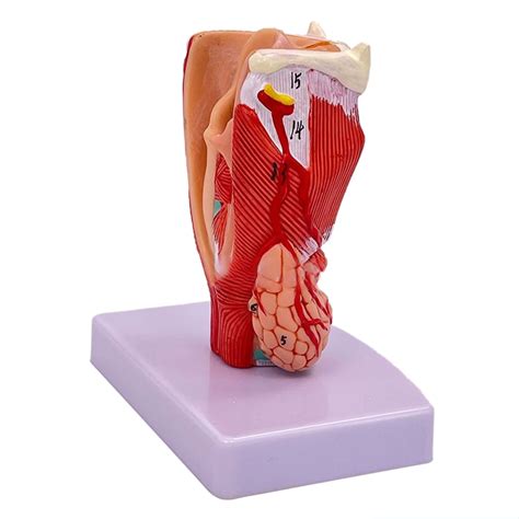 Human Larynx Anatomy Model, Life Size Anatomical Larynx Model ...