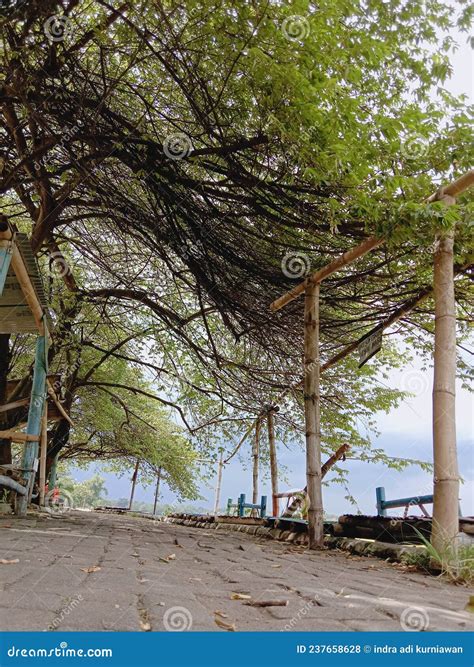 Take Shelter Under A Tree Stock Photo Image Of Plant 237658628