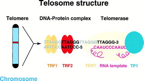 Regulation Of Telomere Length And Telomerase In T And B Cells Immunity