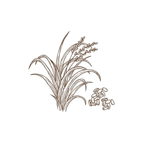 Rice Plant Sketch