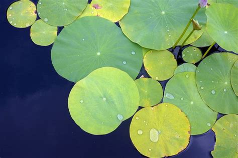 Lotus Leaves with Water Drops