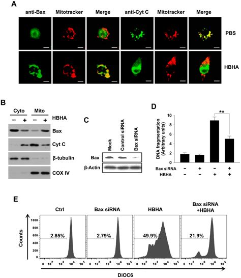 Bax Translocation And Cytochrome C Release By Hbha Treatment In