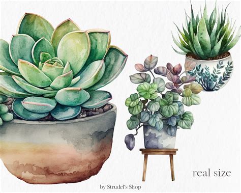 House Plants Watercolor Clipart Png Crazy Plant Lady Succulent Potted