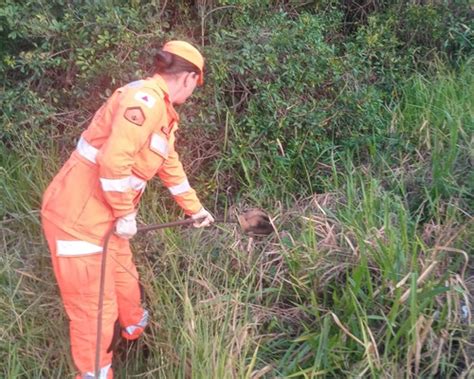 Corpo de Bombeiros captura tamanduá mirim em Patos de Minas e o leva