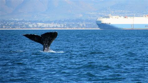 Whale Watching with San Diego Sailing Tours - San Diego Sailing Tours ...