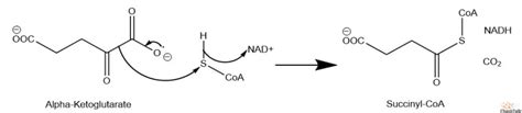 Citric Acid Cycle Explained Chemtalk