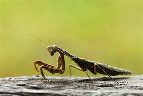 Grasshopper Bite Stock Photos, Pictures & Royalty-Free Images - iStock