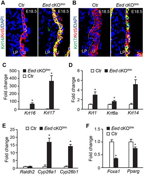 Aberrant Squamous Like Differentiation Of Eed Cko Shh Mutant