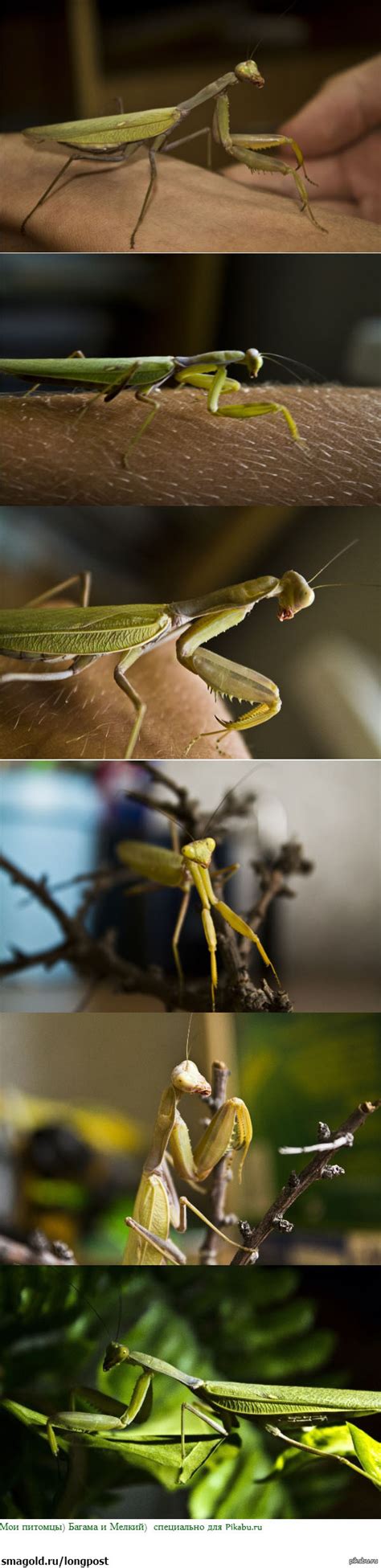 Мои убийцы | Пикабу