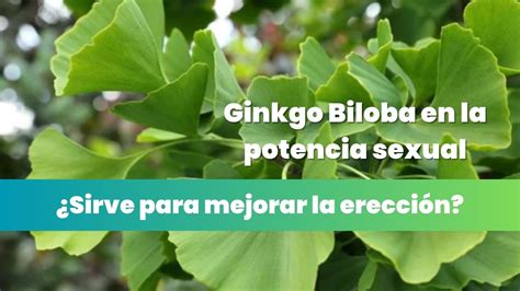 Ginkgo Biloba En La Potencia Sexual ¿sirve Para Mejorar La Erección