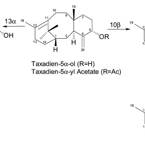 (PDF) Taxol Biosynthesis and Molecular Genetics