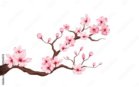 Vetor De Cherry Blossom Branch With Sakura Flower Sakura White