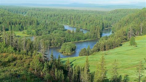 La Taiga: ecosistema, delimitazione, specie arboree più diffuse ...