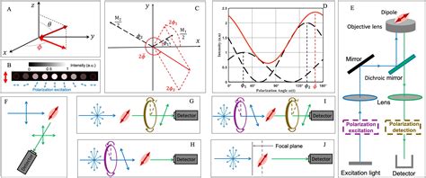 Advances Of Super Resolution Fluorescence Polarization Microscopy And