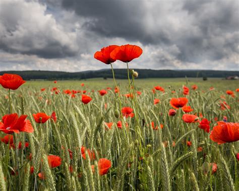 Wallpaper Red Poppy Flowers Field Summer X Hd Picture Image