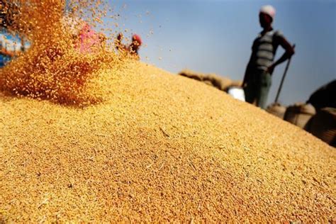 India Looks Set To Harvest Bumper Wheat Crop In 2015 Livemint