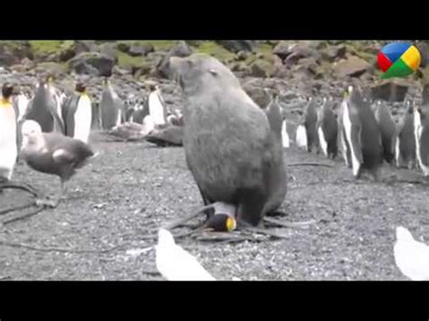 Seals Having Sex With Penguins Can T Stop Laughing Youtube