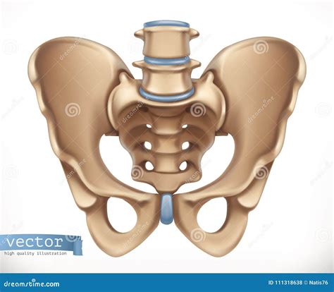 Estructura De La Pelvis Esqueleto Humano Medicina Engrana El Icono