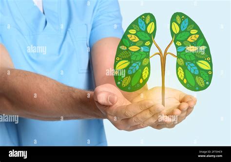 Human Lungs And Bronchial Tree Hi Res Stock Photography And Images Alamy