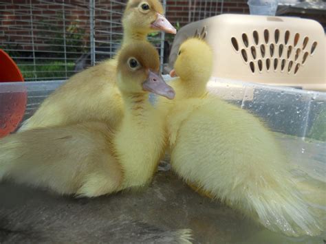 Muscovy Duckling colors | Page 3 | BackYard Chickens - Learn How to ...