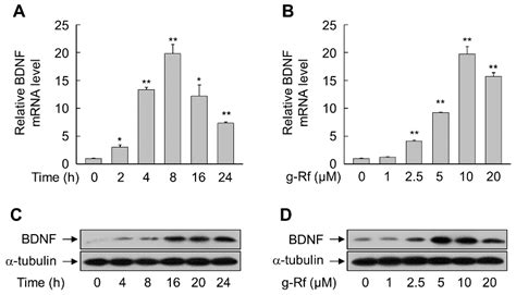 Molecules Free Full Text Taurine And Ginsenoside Rf Induce BDNF