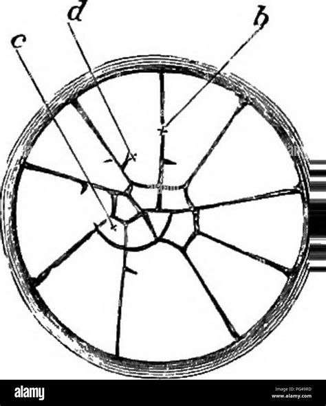 The Elements Of Embryology Embryology Surface Views Of The Early Stages Of The Segmentation