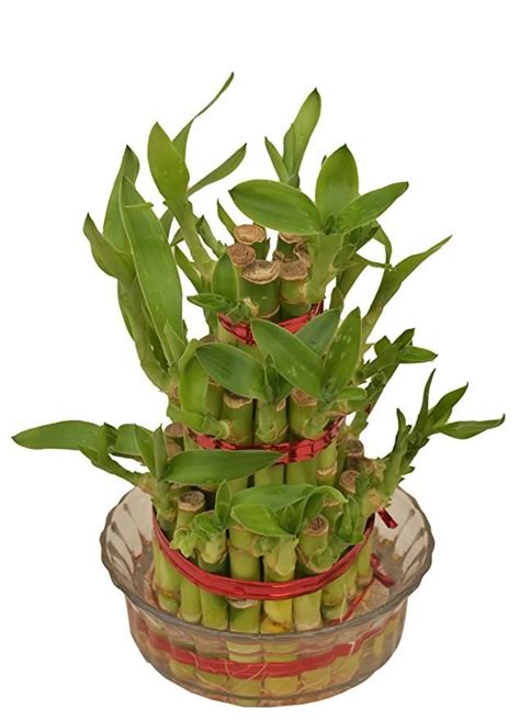 Ugaoo Lucky Bamboo 3 Layer Feng Shui Plant Green Color In 2024