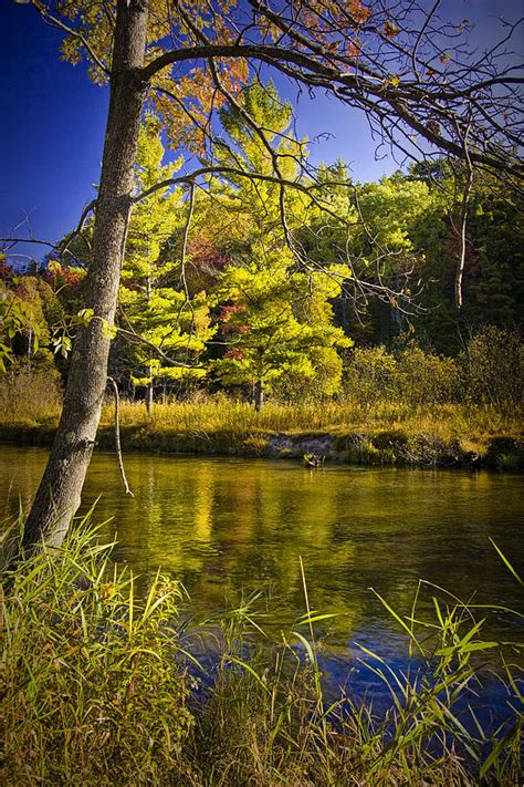 Autumn Scene Of The Little Manistee River In Michigan No 0864