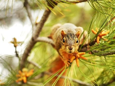 Squirrel Pine Tree Rodent - Free photo on Pixabay - Pixabay