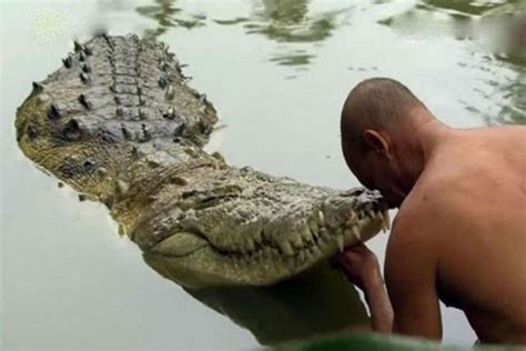 Meet Babiyathe Vegetarian Crocodile That Guards A Temple In Kerala