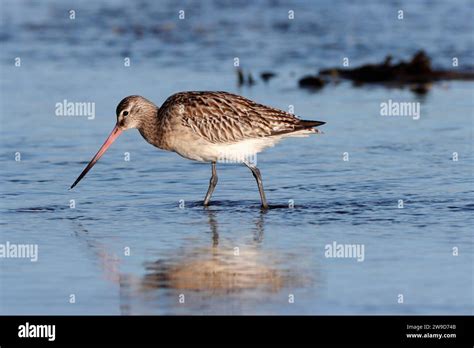 Bar Tailed Godwit Limosa Lapponica Foraging On A Mudflat Uk Stock