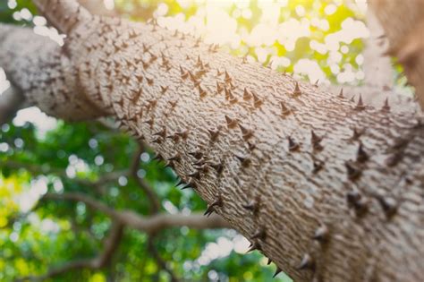 Premium Photo Thorn Tree Of Bombax Ceiba Closeup Sharp Thorn At Tree