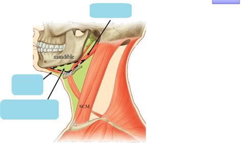 Submandibular And Submental Triangle Flashcards Quizlet