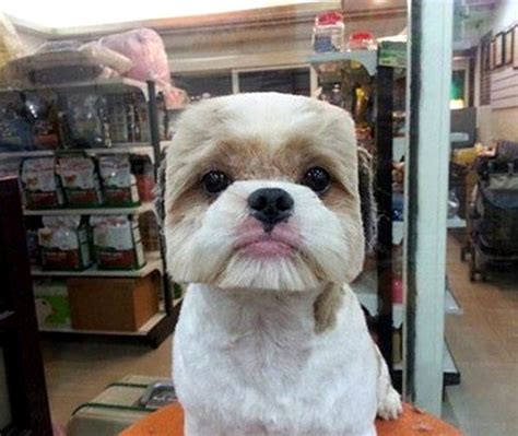 Квадратные собаки: новая мода в Тайване на идеально круглые и ...