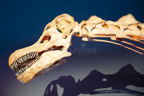 Patagotitan Dinosaur Skeleton Editorial Photography - Image of culture ...